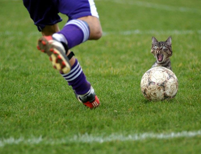 Funny4_cat_problem.jpg