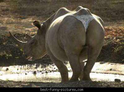 Funny4_rhino-underwear.jpg