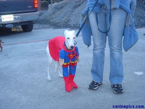 Funny4_superdog.jpg