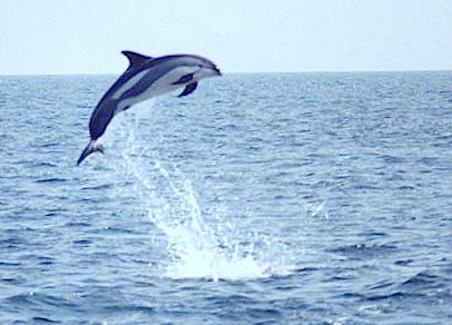 dolphin%20breach2.jpeg