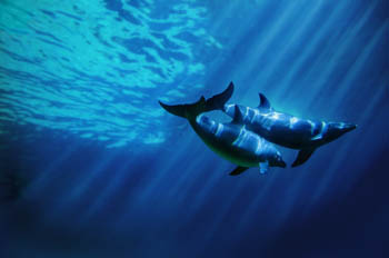 dolphins.jpg