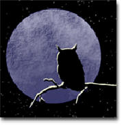 night-owl.jpeg